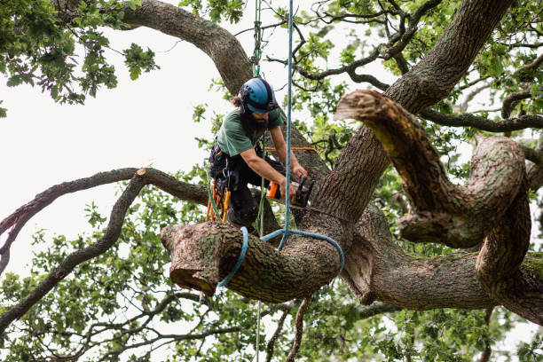 Best Hedge Trimming  in Houserville, PA