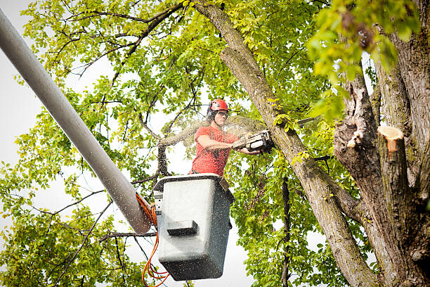 Best Tree Maintenance Programs  in Houserville, PA